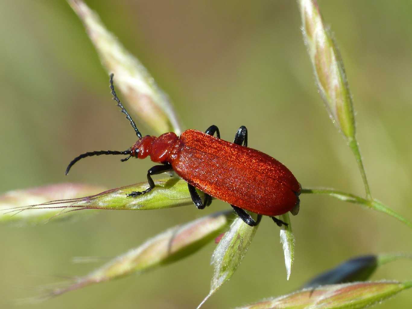 Pyrochroa serraticornis (femmina)